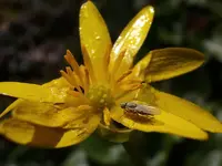 Scharbockkraut-Fliege_3276.webp