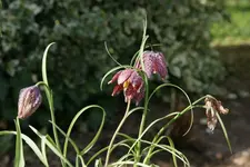 Schachblume_DSC06909.webp
