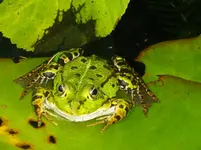 65 BotGart4 (56)_hf_hf.webp