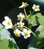 Moschuserdbeere groß.webp