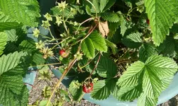 Moschuserdbeere2.webp