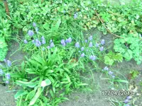 Blumen.webp