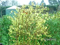 Blumen (2).webp