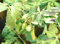 Livingstone`s Large Rose.webp