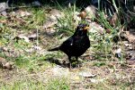 2013_0414Frühling0033 amsel.jpg