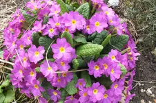 2013_0416Frühling0009.webp