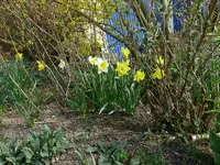 Märzblumen_Narzissen (2).webp
