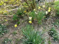 Märzblumen1-Narzissen (2).webp