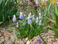 Märzblumen5 (2).webp