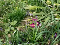Märzblumen7 (2).webp
