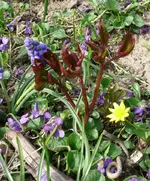 Märzblumen8 (2).webp