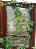 SAM_0667.webp
