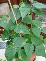 SAM_0669.webp