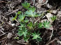 Lupine.webp