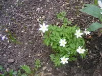 Was ist das 17.4.2013.webp
