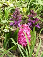 PHyazinthen_Farbe.webp