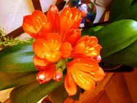 PClivia.webp