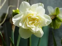 Pgefüllte_Narzisse.webp