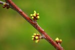 erste Knospen_17042013.JPG