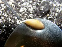 20130407melonenkeimling.webp