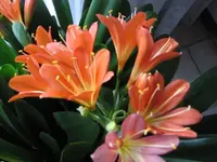 003.webp