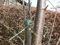 Baumveredelung1 (2).webp