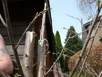 Baumveredelung2 (2).webp