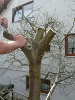Baumveredelung3 (2).webp