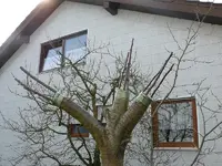 Baumveredelung4 (2).webp