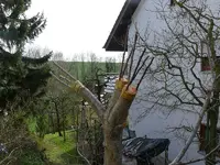 Baumveredelung5 (2).webp