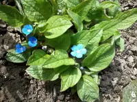 Gedenkemein17_4_13.webp