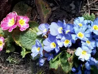 Primeln17_4_13.webp