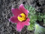 Pulsatilla17_4_13.jpg