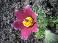 Pulsatilla17_4_13.webp