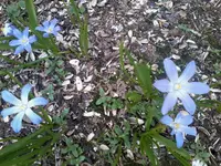 Scilla17_4_13.webp