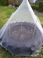 Kohlrabizelt 17.4.webp