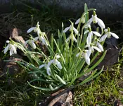 DSC_3914_Schneeglockchen.webp