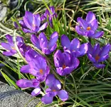 DSC_3919_Krokusse.webp
