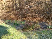 vorher 3.webp