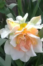 Gartnarziss1.webp