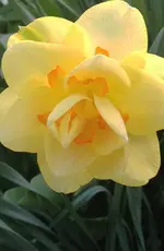 Gartnarziss2.webp