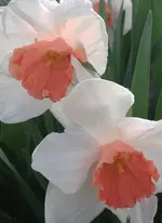 Gartnarziss3.webp