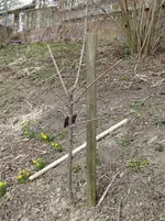 Kirsche_J1.webp