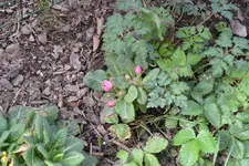 DSC_1254.2.webp