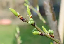 DSC_1272.3.webp