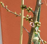 DSC_1238.2.webp