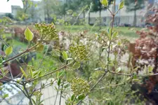 DSC_1252.2.webp