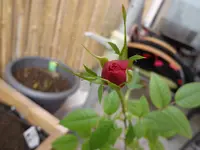 DSC01207.webp