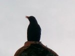 Amsel_3717.JPG