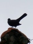 Amsel_3716.JPG